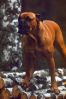 Filename=bina_cd3.JPG
Filesize=165KB
Dimensions=800x1196
Date added=May 15, 2009 bina_cd3.JPG