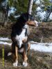 Filename=Eris_6months_S5002841.JPG
Filesize=309KB
Dimensions=600x800
Date added=Jun 07, 2009 Eris_6months_S5002841.JPG